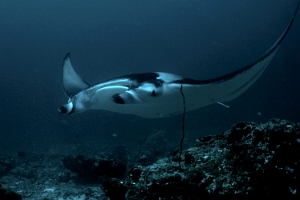 Maldives 2021 - Raie Manta de recif - Inshore manta ray - Manta alfredi - DSC00430_rc